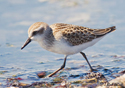 Calidris pusilla